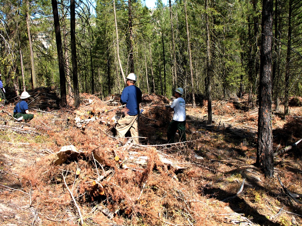 Is Biomass Really Renewable? State of the