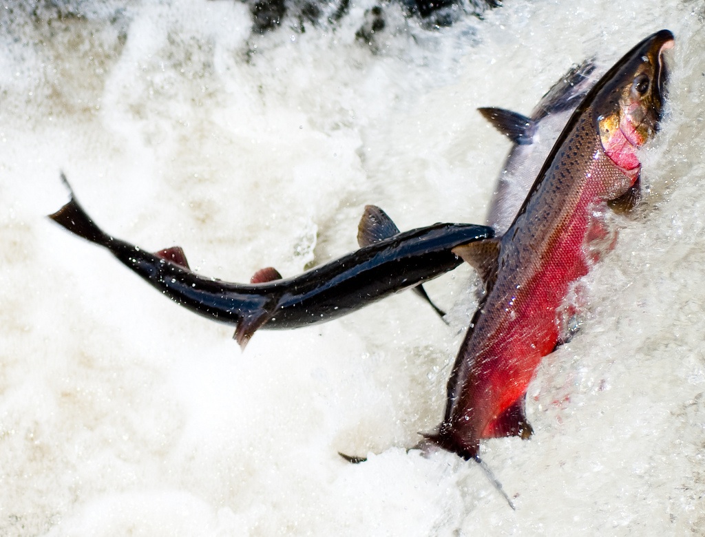 Removing Dams and Restoring Rivers State of the