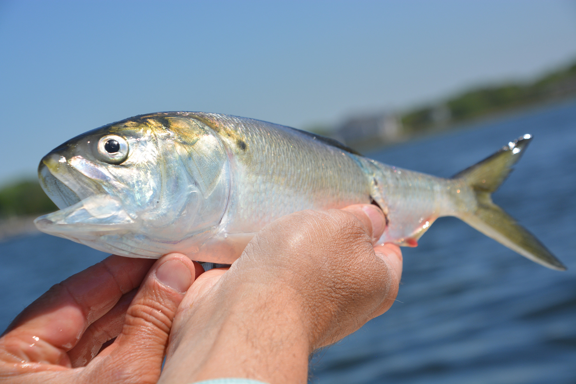 You Can Help Protect a Fish Species That Is Vital to Oceanic Ecosystems ...